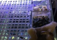 拿破仑洗衣机缺少过滤网的原因是什么？