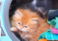 跳到洗衣机的猫的名称是什么？