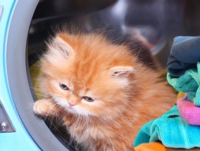 跳到洗衣机的猫的名称是什么？