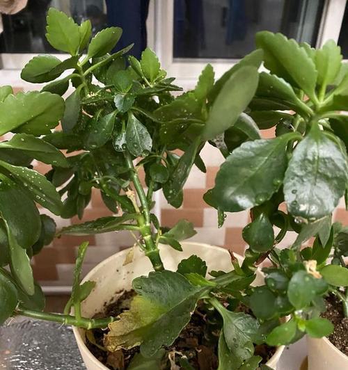 冬季长寿花的养护方法（为您分享长寿花在寒冷冬季的管理技巧）  第2张