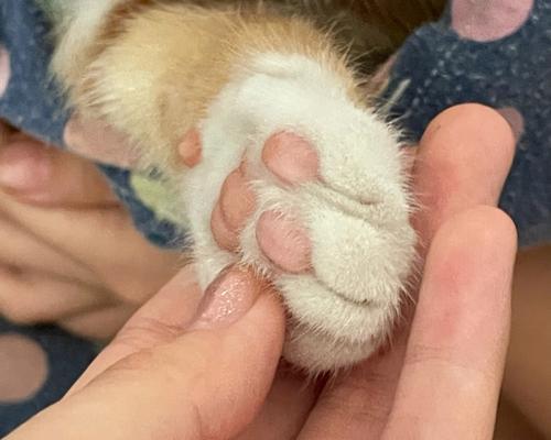 手机上的猫爪摄像头怎么打开？猫爪摄像头的使用方法是什么？  第3张