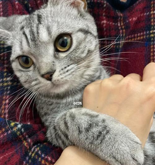 手机上的猫爪摄像头怎么打开？猫爪摄像头的使用方法是什么？  第2张
