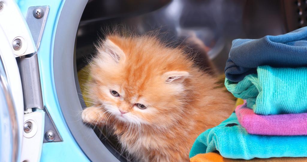 跳到洗衣机的猫的名称是什么？  第1张