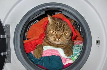 跳到洗衣机的猫的名称是什么？  第3张